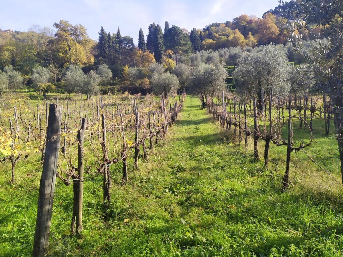 Pelago Fattoria Di Caticciano, Elegante Affittacamere Relax E Natura Vicino Firenze المظهر الخارجي الصورة